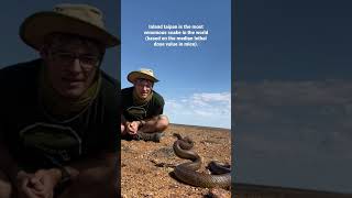 Inland taipan the most venomous snake in the world [upl. by Vonni]