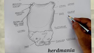 how to draw herdmania l zoology diagram [upl. by Neroc]