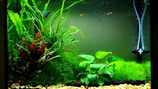 Glowlight Choprae Danio in Planted Tank [upl. by Wester]