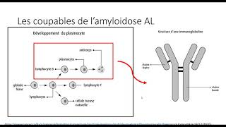 Amyloïdose à chaîne légère AL diagnostic et traitement [upl. by Jed]