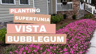 Planting an Epic Display of Supertunia Vista Bubblegums I Countertop Reveal 🌸 [upl. by Werra628]