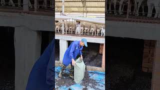 Use goat manure as vegetable fertilizer shorts [upl. by Ardnasyl]