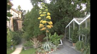 Agave americana Zeitraffer II [upl. by Yrehcaz81]