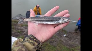 Dip netting For 30 Pounds Of Eulachon On The Cowlitz [upl. by Eleumas963]