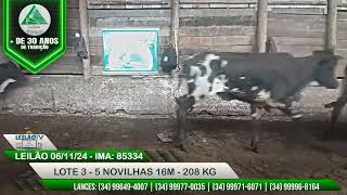 LOTE 3  5 NOVILHAS 16M  208 KG  LEILÕES TRIÂNGULO 061124 [upl. by Scharaga]