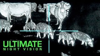 The Clearest Thermal Hunt Footage Ever  25 Hogs and 10 Coyotes Down [upl. by Yardna]