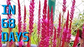 How to grow Celosia from seed [upl. by Issej512]