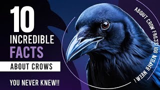 10 Incredible Facts About Crows You Never Knew [upl. by Langdon]