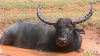 Giant Wild water buffalo  WILD BUFFALO in Yala National park [upl. by Norven]