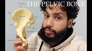 Making The Innominate Pelvic Bone Understandable [upl. by Elamaj]