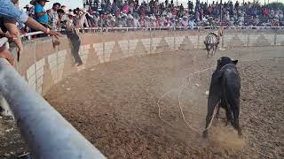 toro tornillo arrazo con caballos y charros [upl. by Teddi]