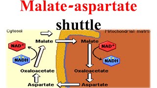 Glycerophosphate Shuttle Mitochondrial NADH Transport [upl. by Eadrahc98]