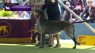 Scottish Deerhounds  Breed Judging 2023 [upl. by Robinetta963]