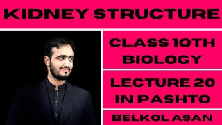 Structure of Kidney Explained By Basharat Ali Lectures Class 9th Biology In Pashto  Lecture 20th [upl. by Airret666]