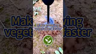 Make growing vegetables faster shortvideo garden howto youtubeshorts plants viralvideo [upl. by Simonne]