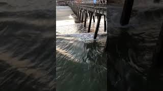 Ocean Waves Lapping Against the Pier in Tybee Island Georgia travel [upl. by Nnoved]