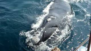 do Whale Watching in Hermanus near Cape Town with Percy Tours [upl. by Yvonner156]