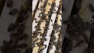 ASMR Bees in the hive beelife farming agriculture honeybee bees beekeeping [upl. by Checani]