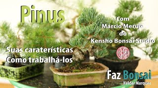 Vários Pinus  Suas caraterísticas e como trabalhálos [upl. by Adrienne]