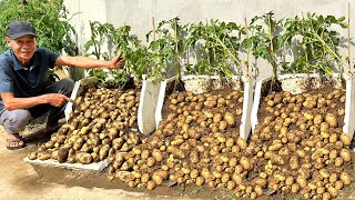 Never Have To Buy Potatoes Again Heres How I Grow Potatoes Without Doing Anything [upl. by Abbey]