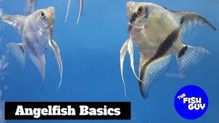 Angelfish Basics [upl. by Merv]