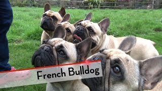 French Bulldog  Best of Breed [upl. by Nreval]