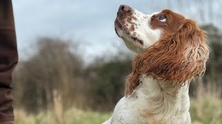 Gundog Training  Twig back in the Rabbit Pen [upl. by Yeuh]