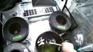 Mixing Masterblend Nutrients [upl. by Suryt]