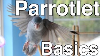 Parrotlet Care For Beginners  Topics [upl. by Hsu]