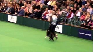 Crufts 2009 Obedience Championship  Guus amp Gio [upl. by Tessler]