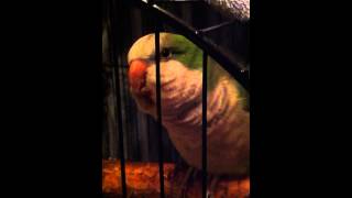 quaker parrot talking [upl. by Kremer]