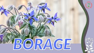 BORAGE Plant Growth Growing and Care Tips Borago officinalis [upl. by Annoj368]