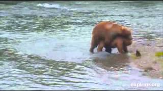 Katmai National Park Bear  486 mating with unknown Female July 12 2015 [upl. by Hermes756]