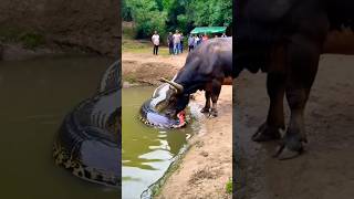 Snake and buffalo 🐃 Snake vs Buffalo 🐍🐃 Who Will Win animals new facts snake buffalo [upl. by Auos672]