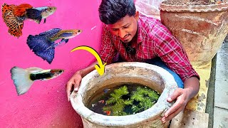 சிமெண்ட் தொட்டியில் உள்ள மீன்கள்  Imported Guppy Fish Tank Setup  Vijay Vlogs [upl. by Giannini994]