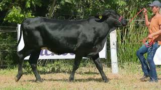 LOTE 28 FAZENDA CACHOEIRA 3351CG [upl. by Esahc]