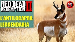 Lantilocapra leggendaria in Red Dead Redemption 2 [upl. by Werdnaed]