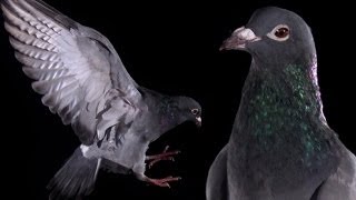 Slow Motion Pigeon Clap  Earth Unplugged [upl. by Iaria412]