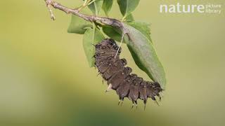 Timelapse of a Cairns birdwing butterfly caterpillar metamorphosing into a chrysalis Australia [upl. by Thorley]