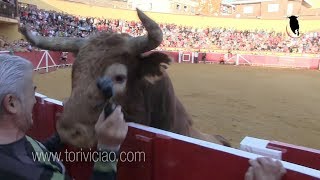 Canta jota al toro de Ustarroz y le remata en la valla  Lodosa 16 septiembre [upl. by Dinnage]