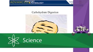 Carbohydrate Digestion [upl. by Atnuahsal675]