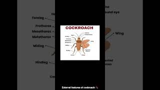 morphological diagram or cockroach 🪳3d picture [upl. by Adnaw]