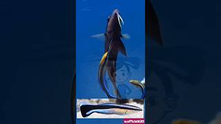 Bluestreak cleaner wrasse fish की जानकारी  youtubeshorts interesting video [upl. by Cigam266]