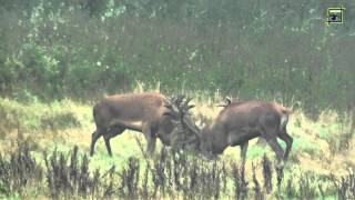 Edelherten gevecht Weerterbos 20130926 Natuurkanaal [upl. by Montgomery872]