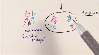 AS Biology  Meiosis OCR A Chapter 63 [upl. by Anev516]