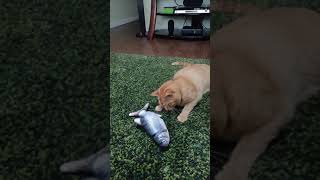 I Bought a Tiktok Fish Toy for My Cat  Cat Toy Review shorts [upl. by Russi]