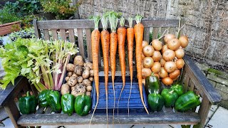 Allotment Update 13  9  23  Giant Carrots Celery Peppers Potatoes amp Stringing Onions [upl. by Silverts]