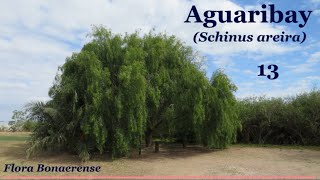 Aguaribay Schinus areira  FB  013 [upl. by Nerraf]