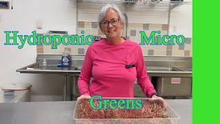 Secrets to Growing Perfect Hydroponic Micro Greens at Home [upl. by Ynaffets632]