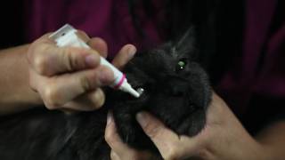 How to apply ointment to your pets eyes Vétoquinol Canada [upl. by Anaicul]